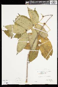Sambucus racemosa subsp. racemosa image