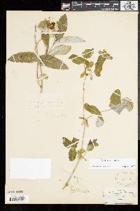 Lonicera dioica image