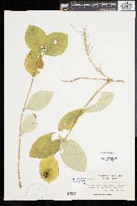 Lonicera dioica image