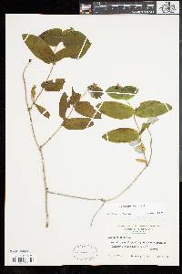 Lonicera dioica image