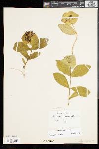 Lonicera dioica image