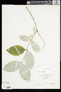 Lonicera dioica image