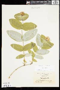 Lonicera dioica image