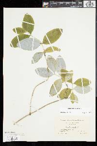 Lonicera dioica image