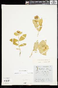 Lonicera dioica image