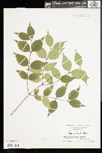 Lonicera maackii image