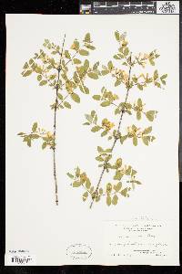 Lonicera morrowii image