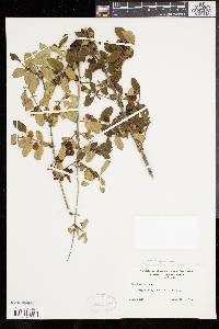 Lonicera morrowii image