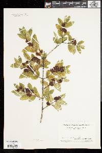 Lonicera morrowii image