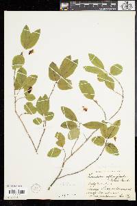 Lonicera oblongifolia image