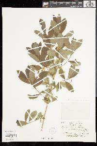 Lonicera oblongifolia image