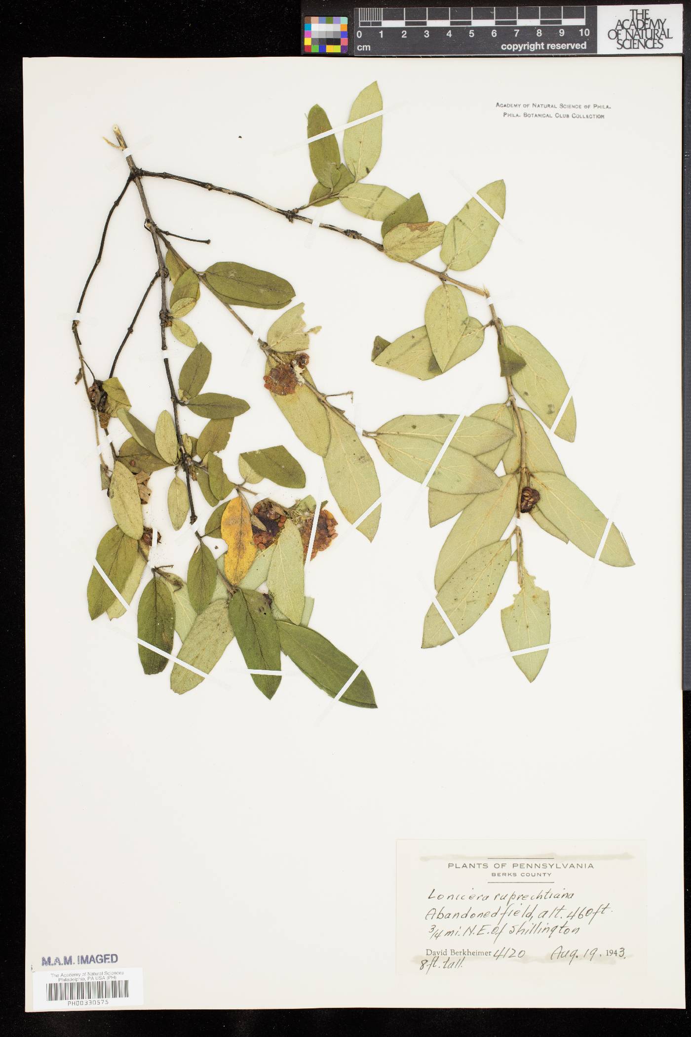 Lonicera ruprechtiana image