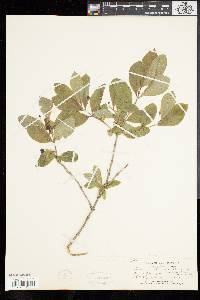 Lonicera oblongifolia image