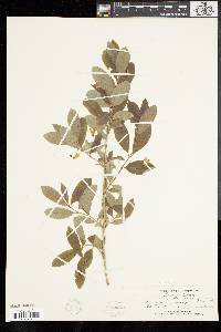 Lonicera oblongifolia image