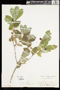 Lonicera oblongifolia image