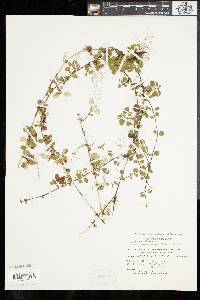 Linnaea borealis subsp. americana image