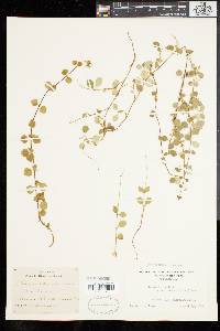 Linnaea borealis subsp. americana image