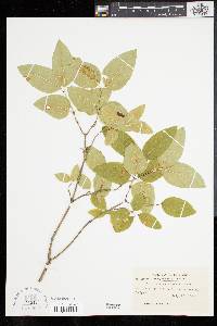 Lonicera canadensis image