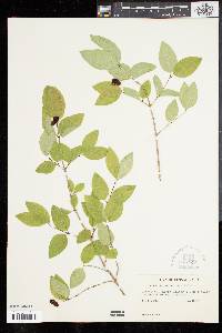 Lonicera canadensis image