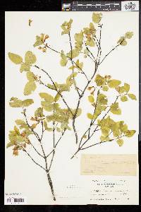 Lonicera canadensis image