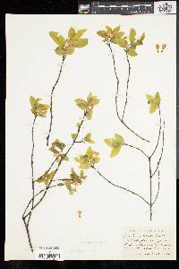 Lonicera canadensis image