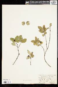 Lonicera canadensis image