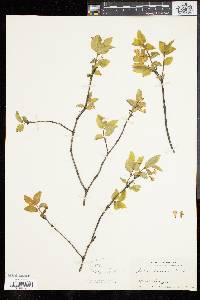 Lonicera canadensis image