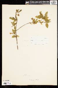 Lonicera canadensis image