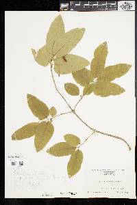 Lonicera canadensis image