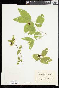 Lonicera canadensis image