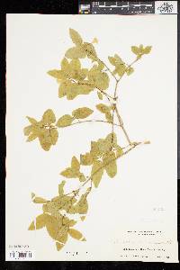 Lonicera canadensis image