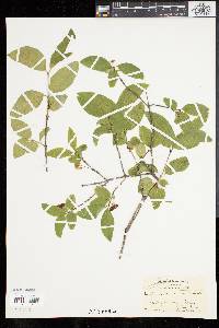 Lonicera canadensis image