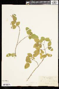 Lonicera canadensis image