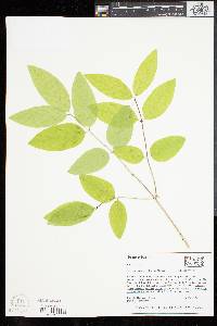 Lonicera canadensis image