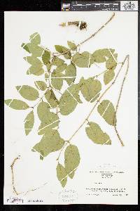 Lonicera canadensis image