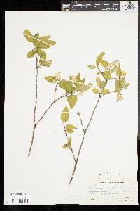 Lonicera canadensis image