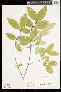 Lonicera canadensis image