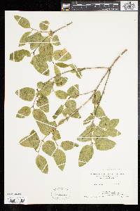 Lonicera canadensis image