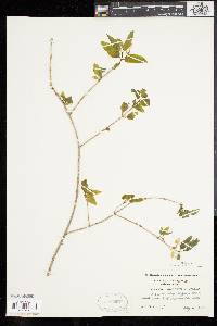 Lonicera canadensis image