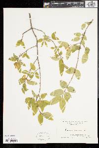 Lonicera canadensis image