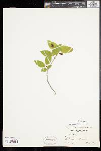 Lonicera canadensis image