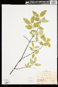 Lonicera canadensis image