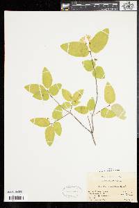 Lonicera canadensis image