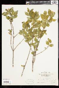 Lonicera canadensis image