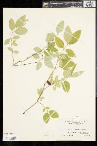 Lonicera canadensis image