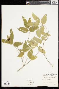 Lonicera canadensis image