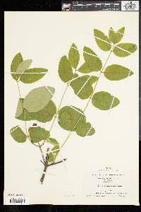 Lonicera canadensis image