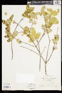 Lonicera canadensis image