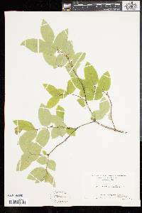 Lonicera canadensis image