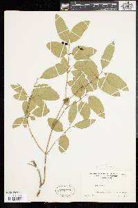 Lonicera canadensis image